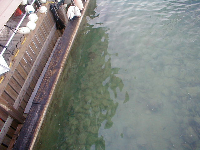 P7070040