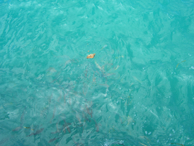 100_2786