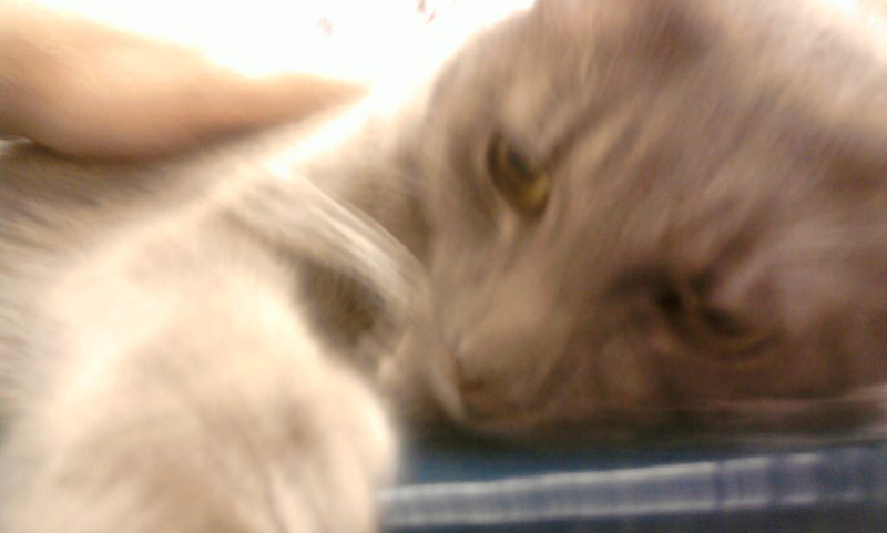 kitty2