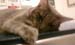 kitty1
