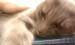 kitty2